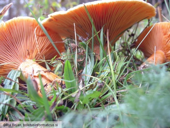Lactarius deterrimus