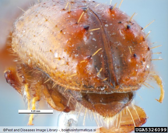 šesterozobi smrekov lubadar ali mali smrekov lubadar (<i>Pityogenes chalcographus</i>)