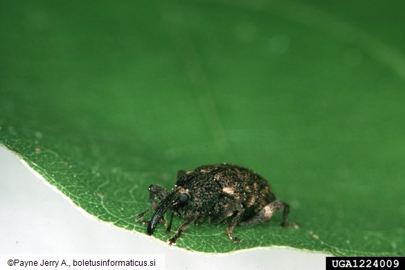 kostanjev semenar (<i>Curculio elephas</i>)