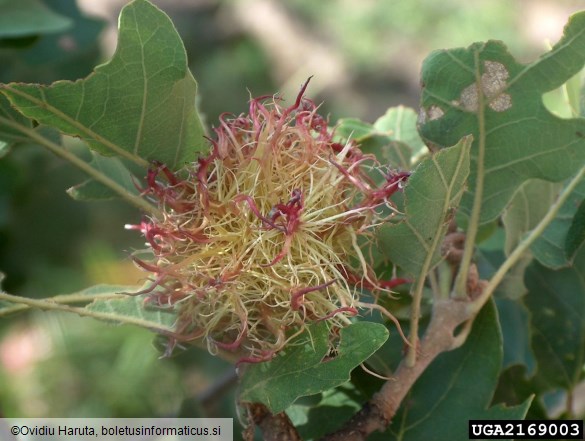 <i>Andricus caputmedusae</i> na <i>Quercus petraea</i>