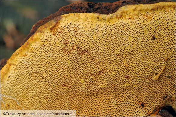 Gloeophyllum odoratum