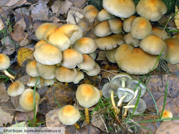 Hypholoma fasciculare