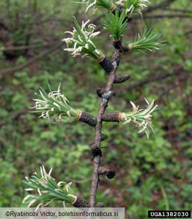 molj macesnovih iglic (<i>Coleophora laricella</i>) na <i>Larix decidua</i>