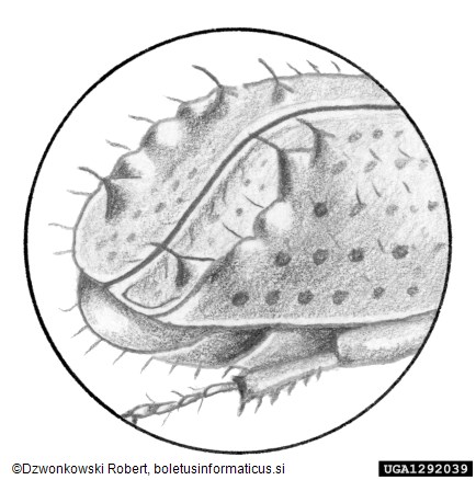 mrki borov lubadar (<i>Orthotomicus suturalis</i>)