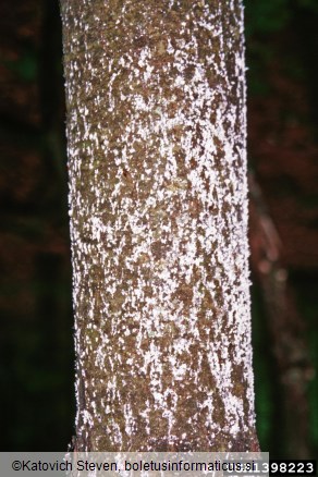 uš zelenega bora (<i>Pineus strobus</i>) na <i>Pinus strobus</i>