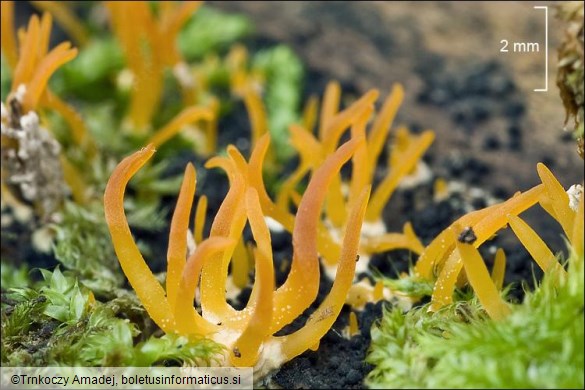 Calocera corne