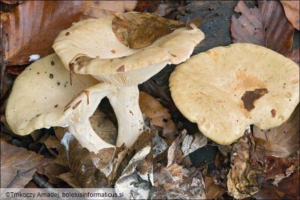 Lactarius pallidu