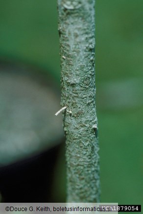 azijski ambrozijski podlubnik