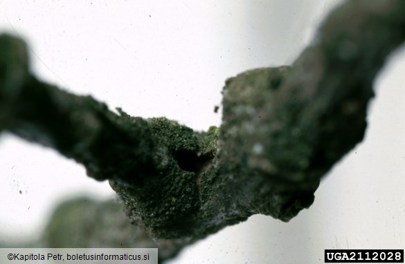 hrastov beljavar (<i>Scolytus intricatus</i>) na <i>Quercus</i> spp.