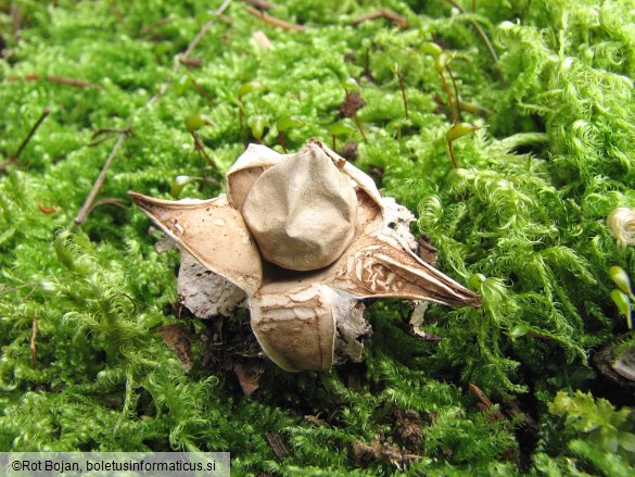 Geastrum minimum