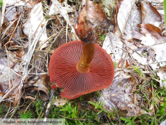 Cortinarius semisanguineus