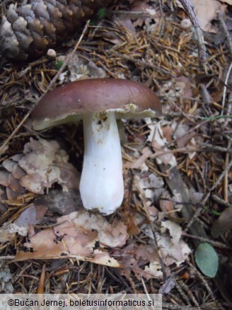 Russula integra