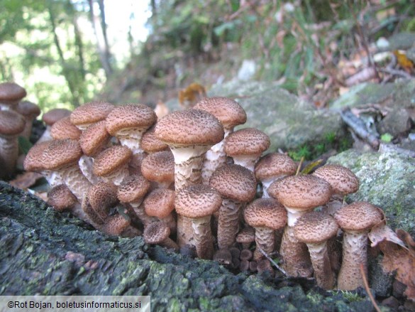 Armillaria ostoyae