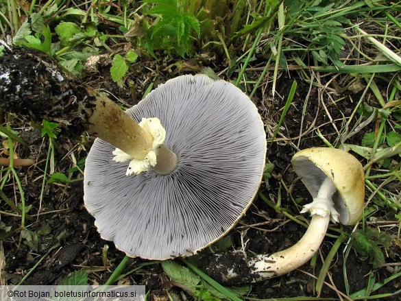 Stropharia eximia