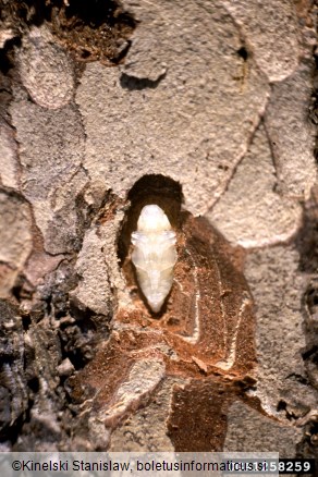 modri borov krasnik (<i>Melanophila cyanea</i>)