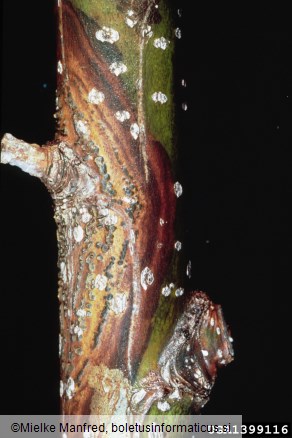 topolov rak (<i>Cryptodiaporthe populea</i>) na <i>Populus</i> spp.