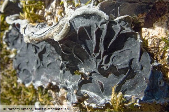 Auricularia mesenterica