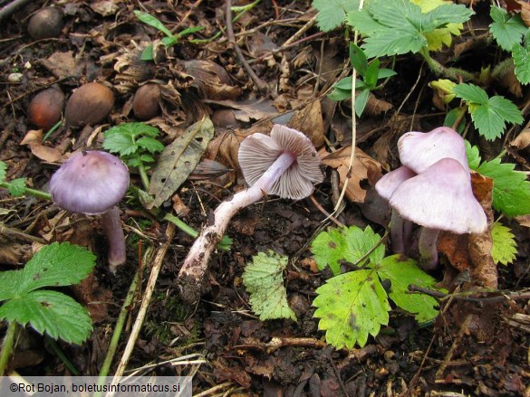 Inocybe geophylla var. lilacina