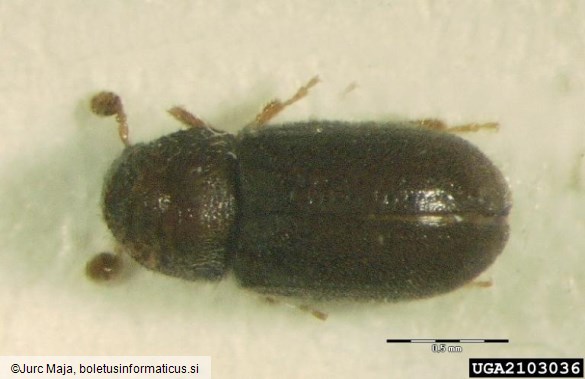 zrnati smrekov lubadar (<i>Cryphalus abietis</i>)