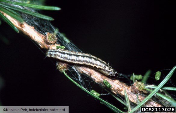 <i>Cephalcia lariciphila</i> na <i>Larix decidua</i>