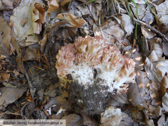 Ramaria botrytis