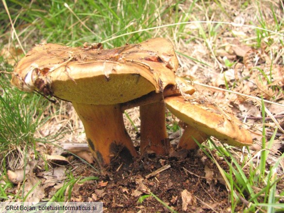 Boletus pulverulentus