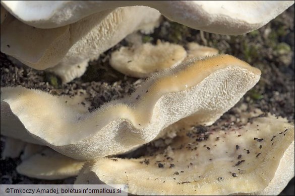 Trametes pubescens