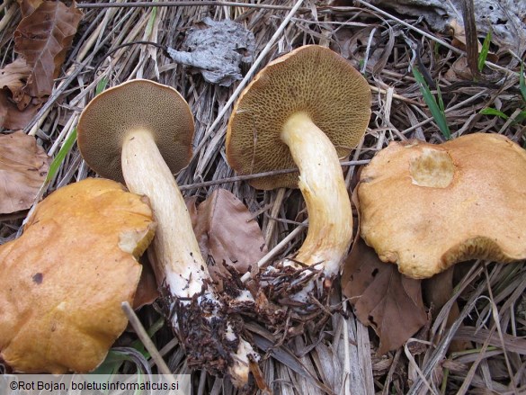 Suillus bovinus