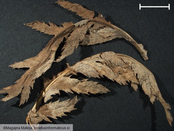 Puccinia tanaceti