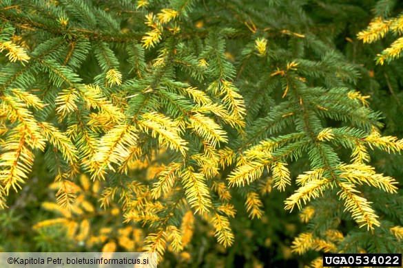 rja močvirskega rožmarina (<i>Chrysomyxa ledi</i>) na <i>Picea abies</i>