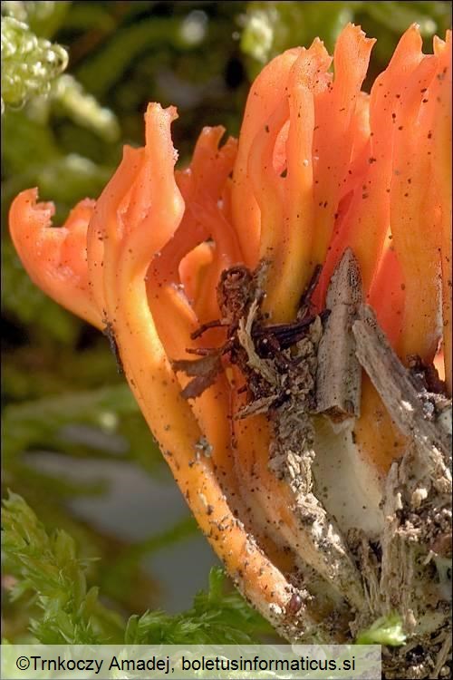 Calocera viscosa