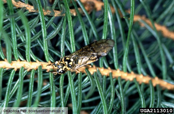 <i>Cephalcia arvensis</i> na <i>Picea abies</i>