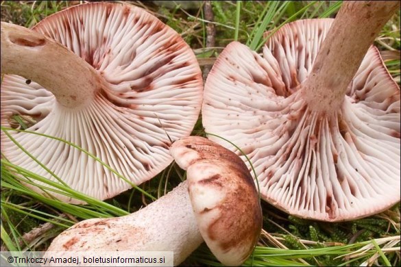 Hygrophorus erubescens