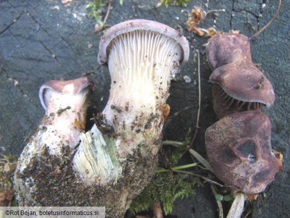 Lentinus conchatus