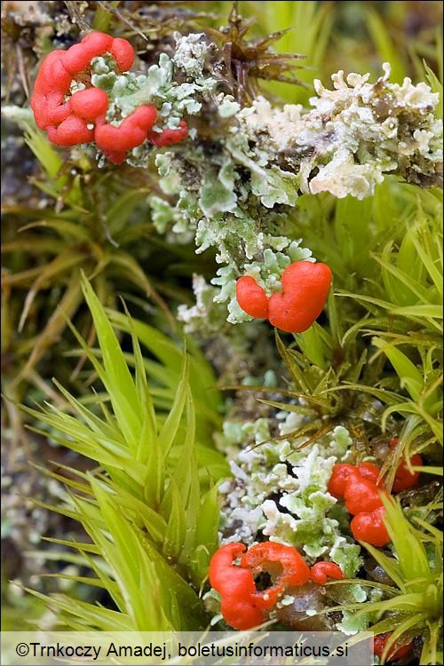 Cladonia bellidiflora