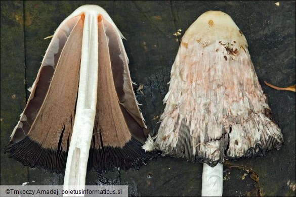 Coprinus comatus