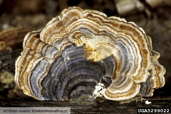 pisana ploskocevka (<i>Trametes versicolor</i>)
