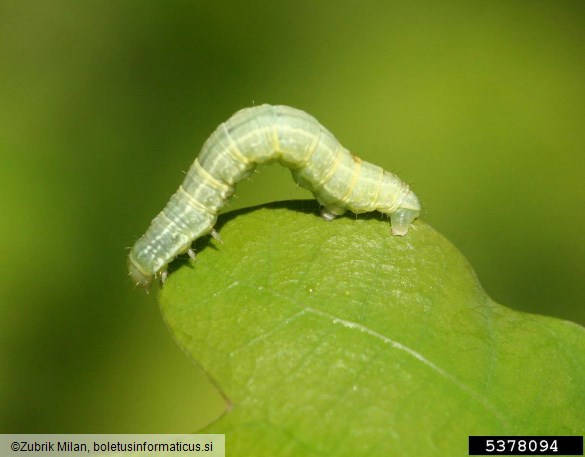 mali zimski pedic ali mali zmrzlikar (<i>Operophtera brumata</i>) na <i>Quercus</i> spp.