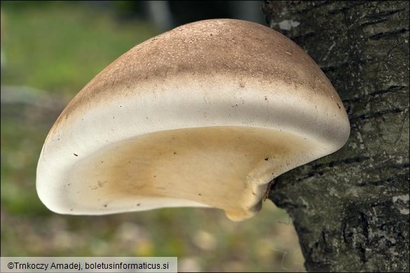 Piptoporus betulinus