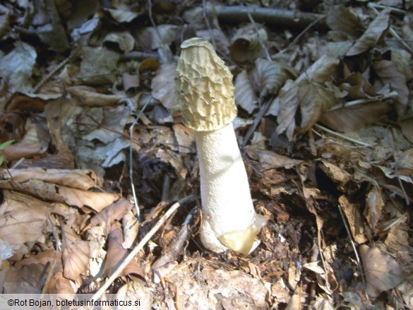 Phallus impudicus