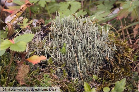 Cladonia glauca