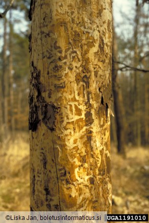 modri borov krasnik (<i>Melanophila cyanea</i>) na <i>Pinus sylvestris</i>
