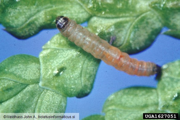 <i>Argyresthia thuiella</i>