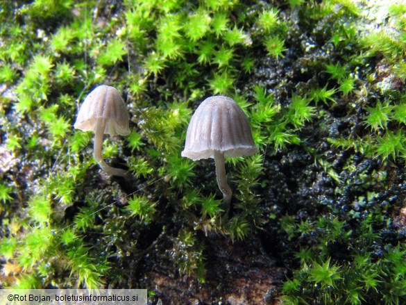 Mycena pseudocorticola