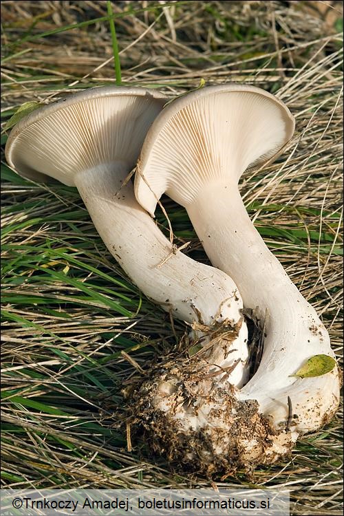 Clitocybe nebularis