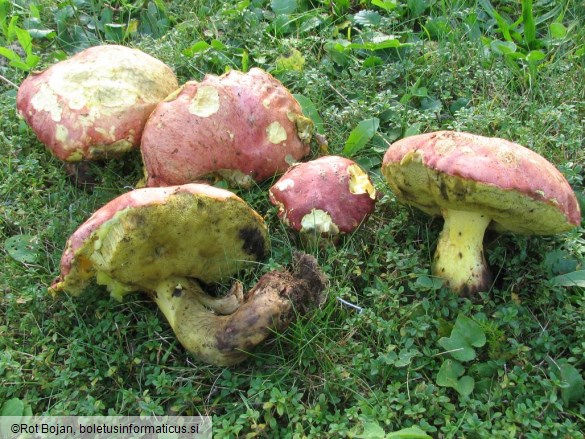 Boletus pseudoregius