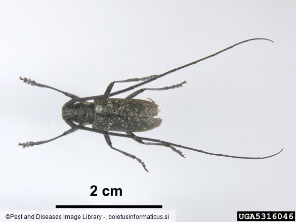 <i>Monochamus galloprovincialis</i>