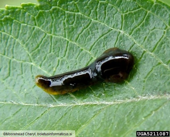 <i>Caliroa cerasi</i> na <i>Crataegus</i> spp.