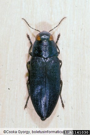 modri borov krasnik (<i>Melanophila cyanea</i>)
