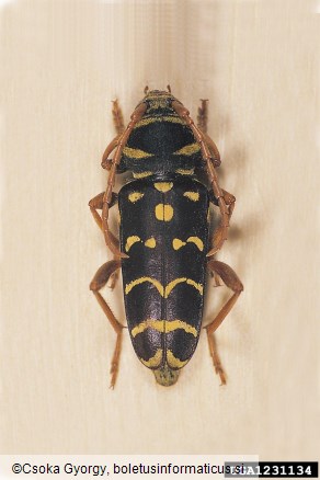 slokasti jarec (<i>Plagionotus arcuatus</i>)